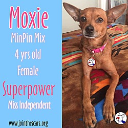 Thumbnail photo of Moxie #4