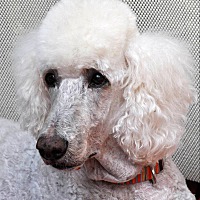 PICKET FENCE POODLE RESCUE in Elk River, Minnesota