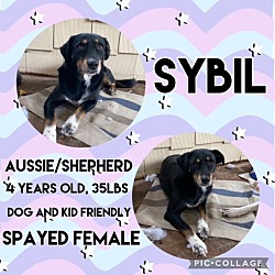 Thumbnail photo of Sybil #1