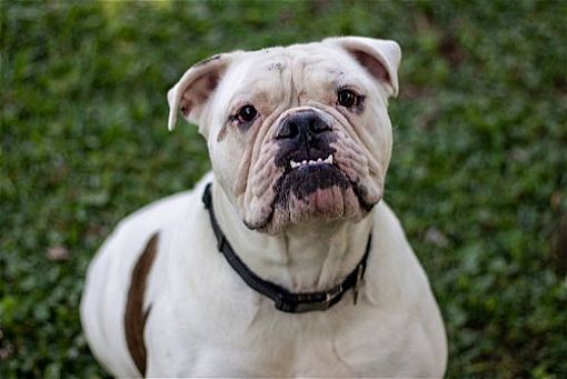 Morgantown, WV - American Bulldog. Meet Winston a Pet for Adoption ...