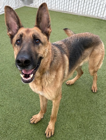 Wenatchee, WA - German Shepherd Dog. Meet Kobe a Pet for Adoption ...