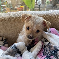 Costa Mesa, CA - Chihuahua/Poodle (Miniature). Meet Skippi a Pet for ...