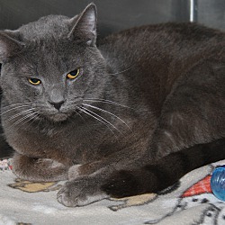 Thumbnail photo of Phantom (Neutered) New Pics #3