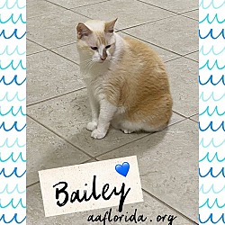 Thumbnail photo of Bailey #2