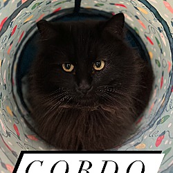 Thumbnail photo of Gordo #1