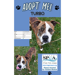 Thumbnail photo of Turbo #2