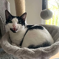adopt-pet