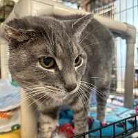 adopt a pet