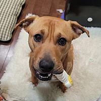 adopt a pet