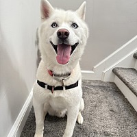 adopt a pet