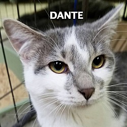Thumbnail photo of Dante #2