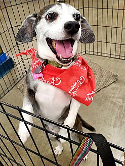 petsmart bike basket