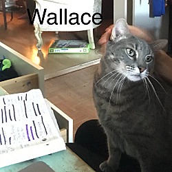 Photo of Wallace