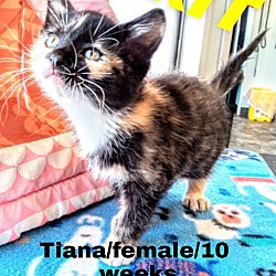 Thumbnail photo of Tiana #2