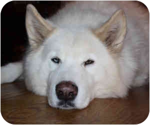 great pyrenees alaskan husky mix