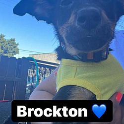 Thumbnail photo of Brockton #4