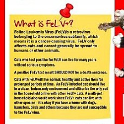 Thumbnail photo of Rhu: FeLV+ (FCID# 07/17/2023 - 14) R,SN #4