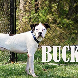 Thumbnail photo of Bucky #2