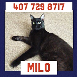 Photo of Milo (Angora cat) Clermont
