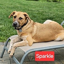 Thumbnail photo of Sparkle - A Ray of Sunshine! #1