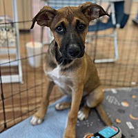 adopt a pet
