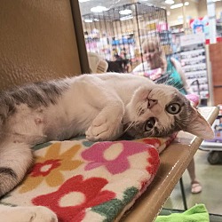 Thumbnail photo of Morticia, Levittown PetSmart (FCID 8/13/2024-108) #1