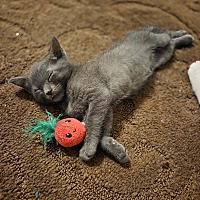 adopt a pet