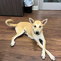 adopt a pet