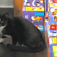 adopt a pet