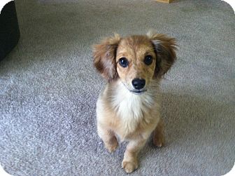 Portland Or Dachshund Meet Penelope A Pet For Adoption