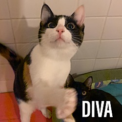 Thumbnail photo of Diva #2