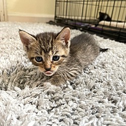 Thumbnail photo of LUCY (Peanut Kittens) #3