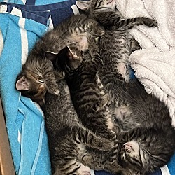 Photo of five unnamed kittens