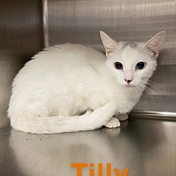 Thumbnail photo of Tilly #1