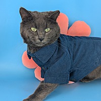 adopt a pet