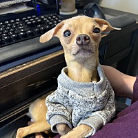 adopt a pet