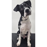 adopt-pet