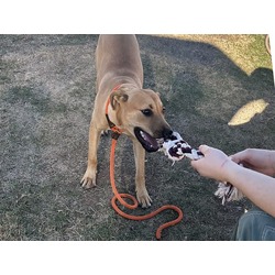 Phoenix, AZ - German Shepherd Dog. Meet ROSIE a Pet for Adoption ...