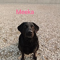 Thumbnail photo of Meeka #1