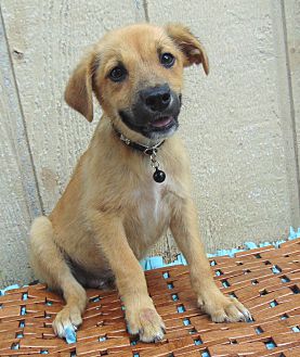 bordetella vaccine cost petsmart