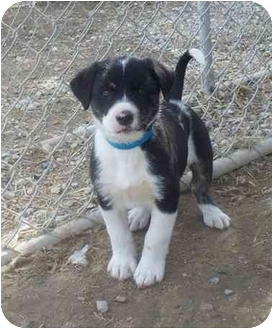 Athens Ga Border Collie Meet Molly A Pet For Adoption