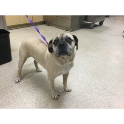 Photo of Dog