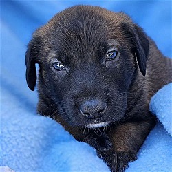 Photo of Milkshake Pup - Black Forest