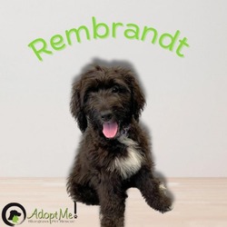 Photo of Rembrandt