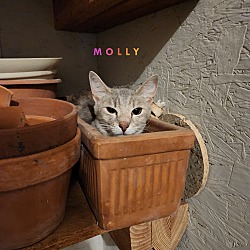 Thumbnail photo of Molly #1