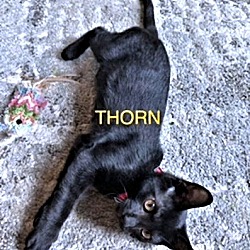 Thumbnail photo of Thorn #3