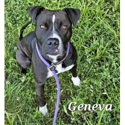 Thumbnail photo of Geneva #1