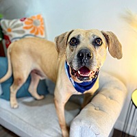 adopt a pet