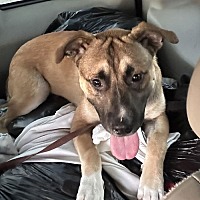 adopt a pet