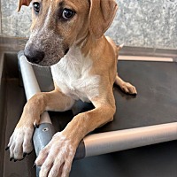 adopt a pet